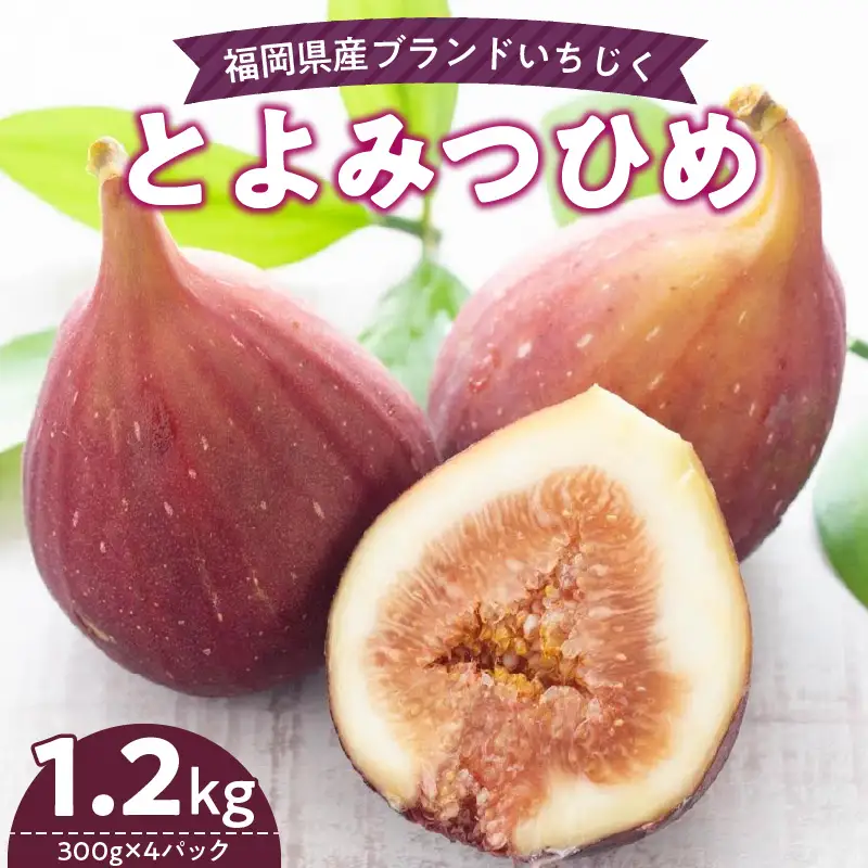 福岡県産 いちじく とよみつひめ 1.2kg 〔Fx013〕