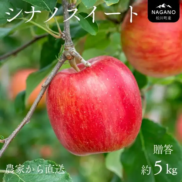 りんご シナノスイート 贈答【大玉】約5kg（8～13玉） / 10月中旬頃～配送予定 // 長野県 南信州 ギフト 贈答 リンゴ 林檎 農家直送 農家支援 産地直送