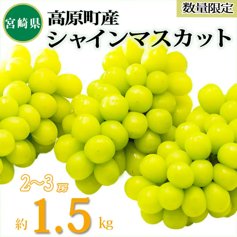 【数量限定】久保ぶどう園のシャインマスカット1.5kg（2～3房） 果汁たっぷりの美味しい種なし葡萄 　TF0780-P00005