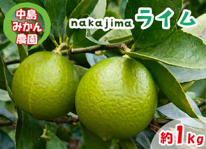 【2026年10月上旬から順次発送】ライム 1kg 中島みかん農園｜柑橘 果汁酸味 果物 くだもの 果実 国産 フルーツ 有名 愛媛 松山 瀬戸内 ビタミン 美味しい 生産者 直送 産直 無添加 ライムサワー ジュース チューハイ【NM021】