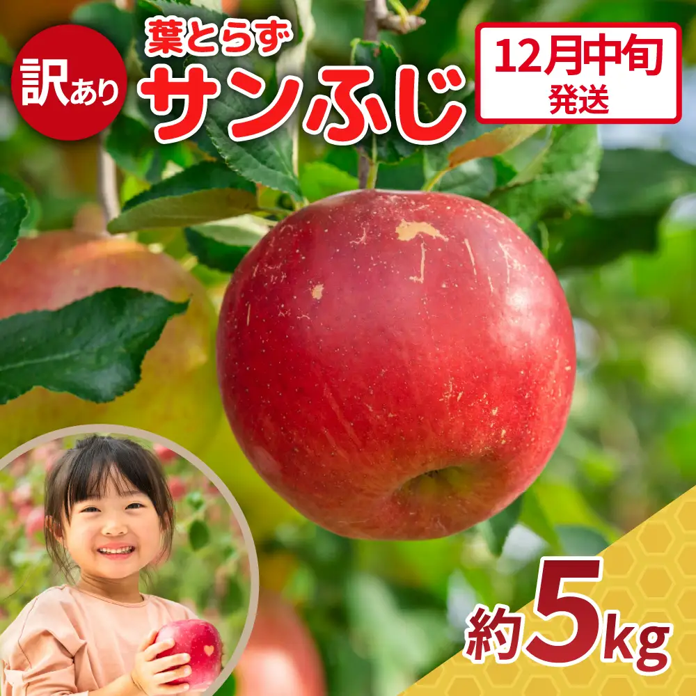 【2026年12月中旬発送】【訳あり】 りんご 約5kg サンふじ 青森県産 葉とらずりんご