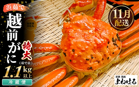 【先行予約】天然 越前がに 特大 (茹で前1.1～1.3kg) × 1杯 冷蔵ですので、届いてすぐお召し上がりいただけます！ タグ付 福井を代表する冬の味覚！【2026年11月中旬以降順次発送予定】【越前ガニ 越前蟹 かに ずわい ズワイ 福井】[m17-x003_11] 