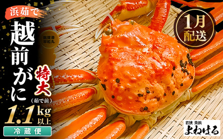 【先行予約】天然 越前がに 特大 (茹で前1.1～1.3kg) × 1杯 冷蔵ですので、届いてすぐお召し上がりいただけます！ タグ付 福井を代表する冬の味覚！【2027年1月上旬以降順次発送予定】【越前ガニ 越前蟹 かに ずわい ズワイ 福井】[m17-x003_01] 
