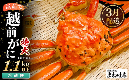 【先行予約】越前がに 特大 (茹で前1.1～1.3kg) × 1杯 【2027年3月上旬以降順次発送予定】越前がに [m17-x003_03] 