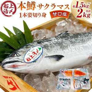 本鱒（サクラマス）船上活〆1本姿切り身【甘口塩】（1尾分1.5kg～2kg） ｜ サクラマス
