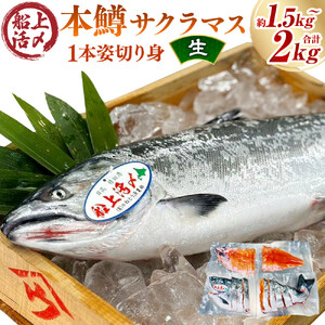 本鱒（サクラマス）船上活〆1本姿切り身【生】（1尾分1.5kg～2kg） ｜ サクラマス