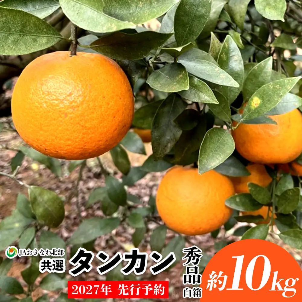 【2027年 先行予約】共選タンカン　約10kg（秀品・白箱） たんかん なご 国産 県産 おきなわ 厳選 ギフト 甘い あまい 魅力 お土産 食べ物 美味しい 取り寄せ ご当地 オキナワ 南国 トロピカル 旨味
