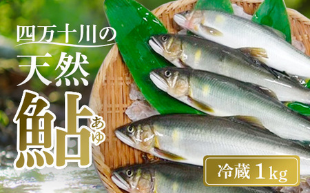 天然 鮎 1kg 冷蔵 【鮎】 あゆ アユ 川魚