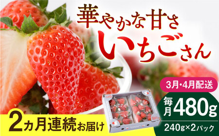 【先行予約 2027年3月～発送】【2回定期便】いちごさん 240g×2パック いちご