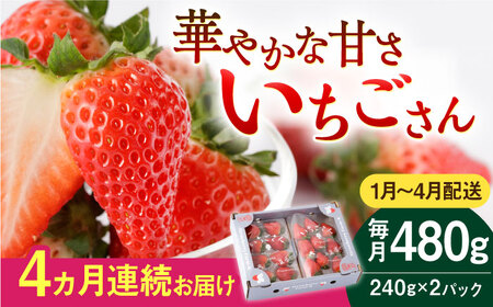 【先行予約 2027年1月～発送】【4回定期便】いちごさん 240g×2パック いちご