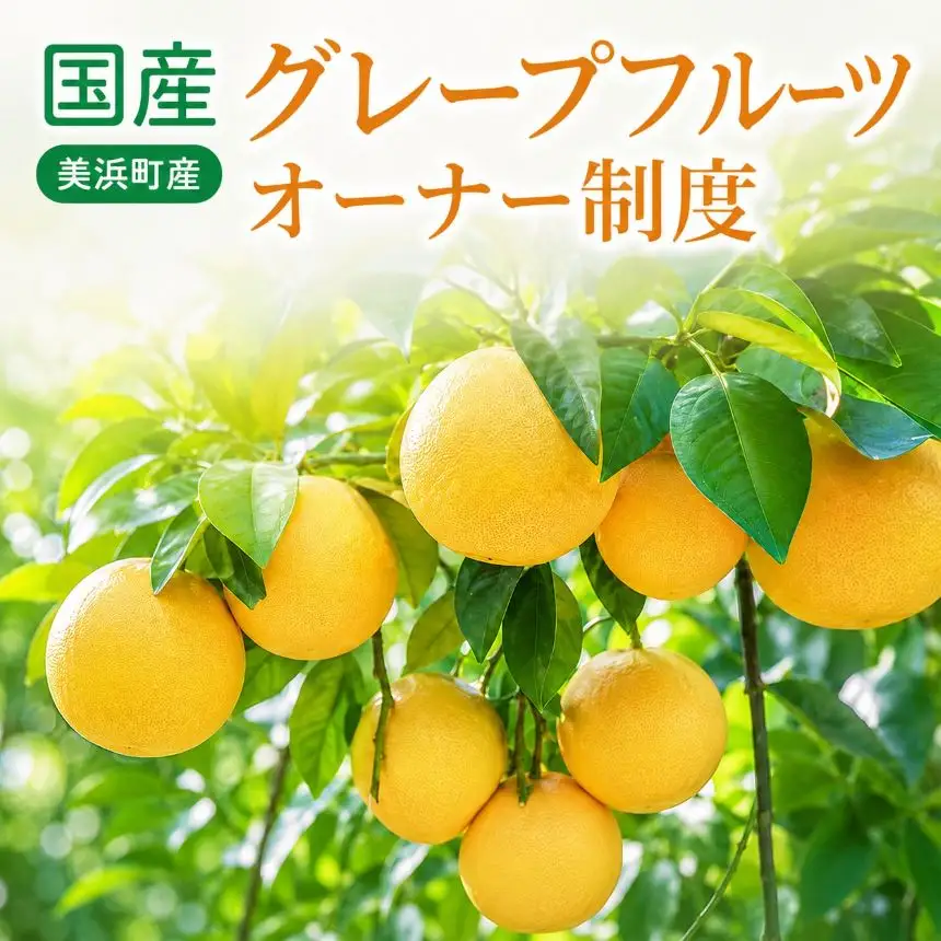 国産(美浜町産)グレープフルーツオーナー制度 〇