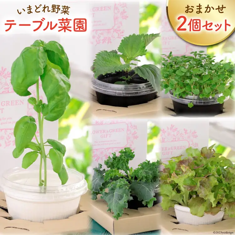 野菜 いまどれ野菜「テーブル菜園」おまかせ２個セット