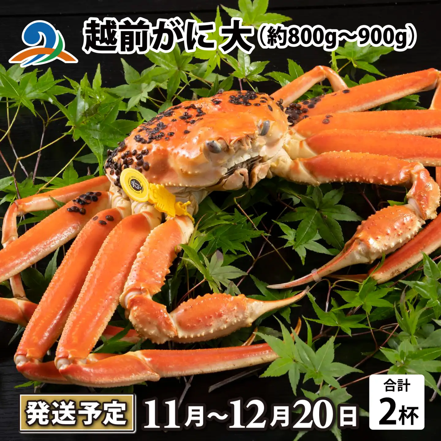 【先行予約】越前がに 大 （約800g～900g） 2杯【11月～12月発送】日本海 直送