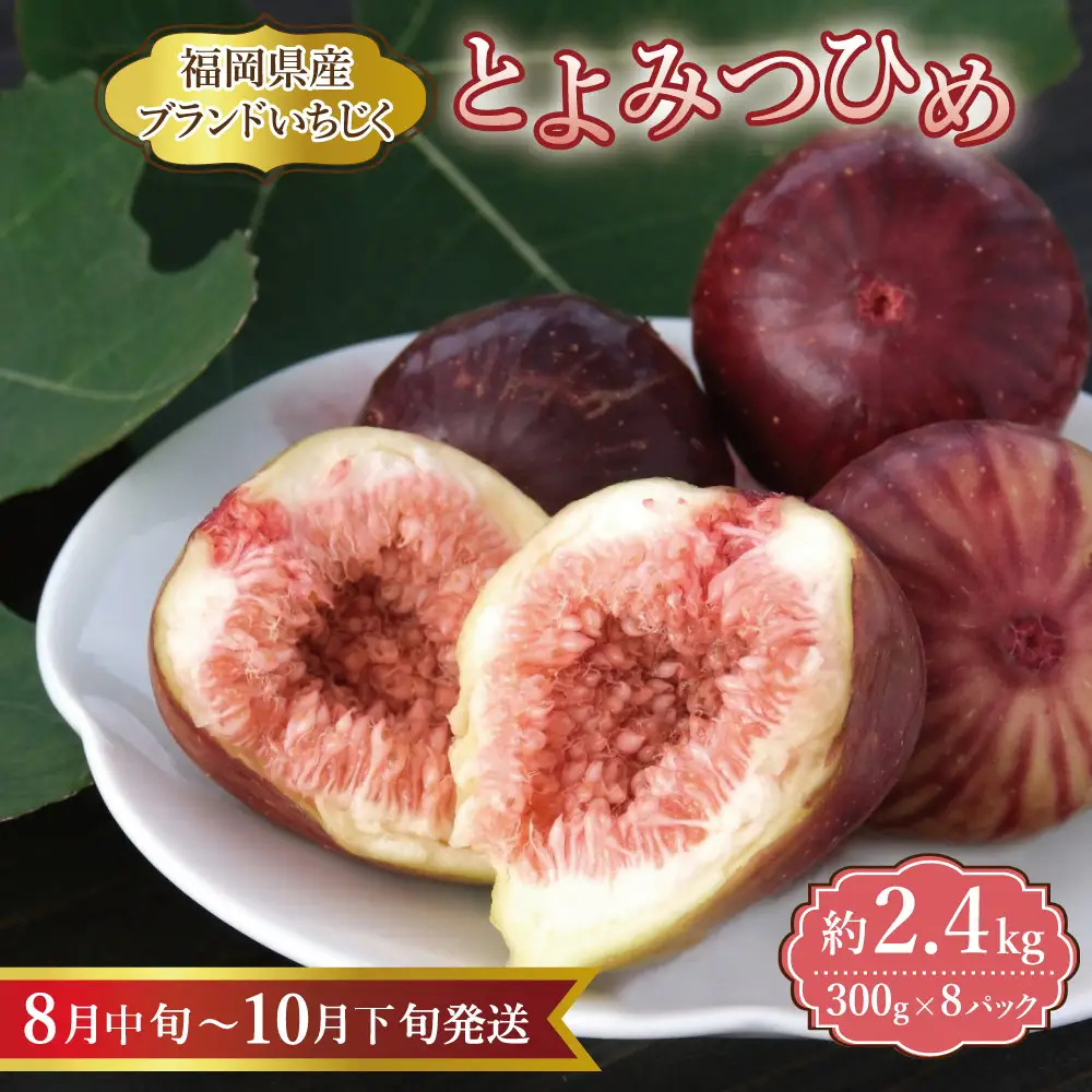 【福岡限定ブランド】いちじく とよみつひめ 300g×8パック ( 約2.4kg )| いちじく 福岡県産 果物 フルーツ とよみつひめ 福岡県 大川市