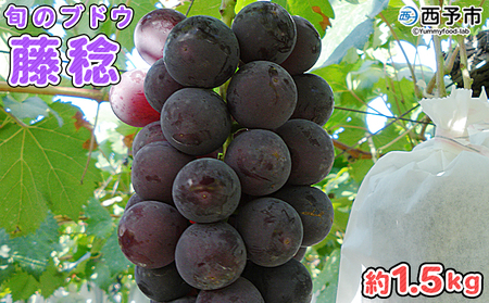 予約受付＜旬のブドウ 西予市産 藤稔 約1.5kg＞ 果物 フルーツ ぶどう 葡萄 ふじみのり あっさり 黒系 食べやすい おいしい 大粒 期間限定 季節限定 食べて応援 特産品 愛媛県 西予市【冷蔵】『2026年8月中旬から8月末迄に順次出荷予定』URK0009