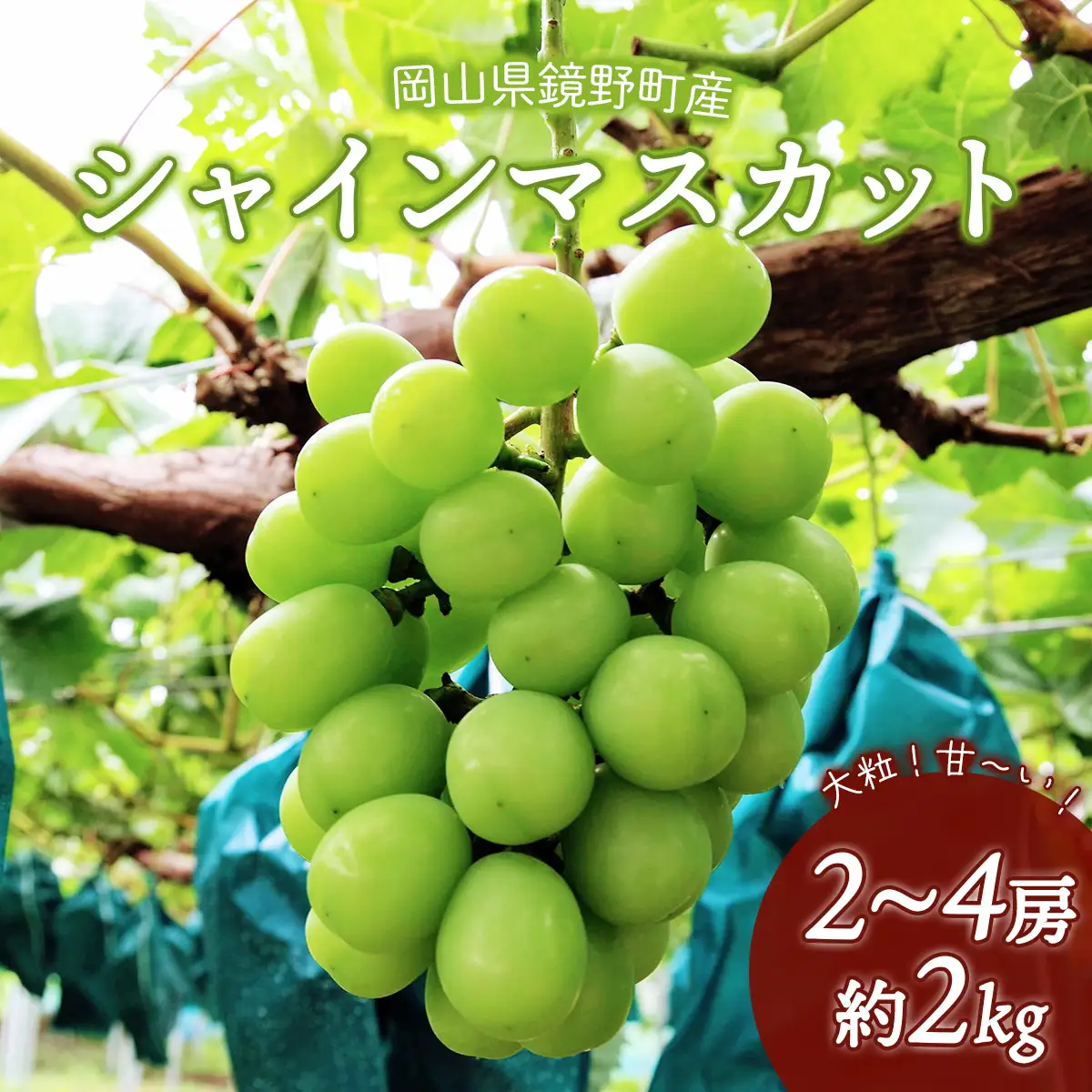 【期間限定】鏡野町産 シャインマスカット 2kg（2～4房）