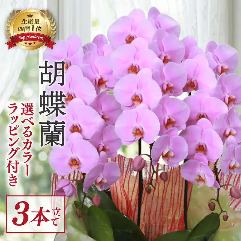 指定日配達 胡蝶蘭 3本立て ピンク スタンダード 花