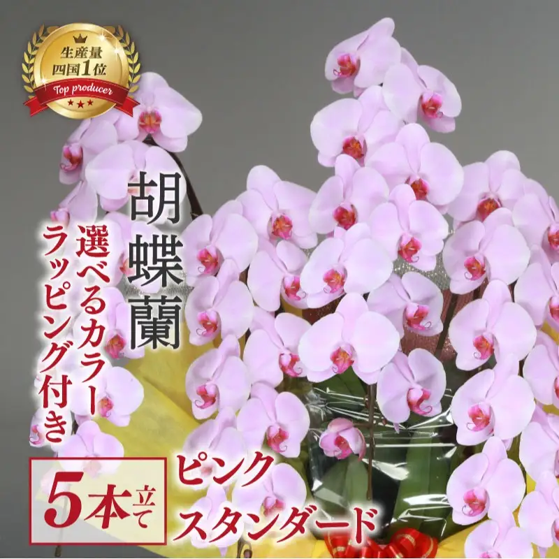 指定日配達 胡蝶蘭 5本立て ピンク スタンダード 花 