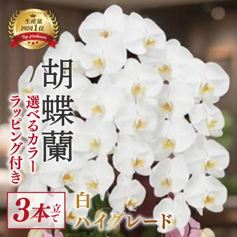 【 指定日配達 】 胡蝶蘭 3本立て 白 ハイグレード 花