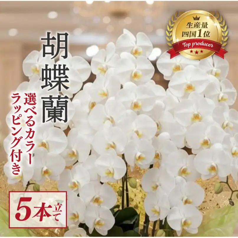 指定日配達 胡蝶蘭 5本立て 白 スタンダード 花 