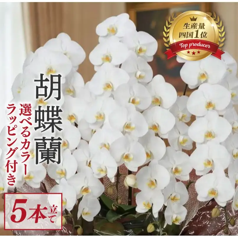 指定日配達 胡蝶蘭 5本立て 白 ハイグレート 花 