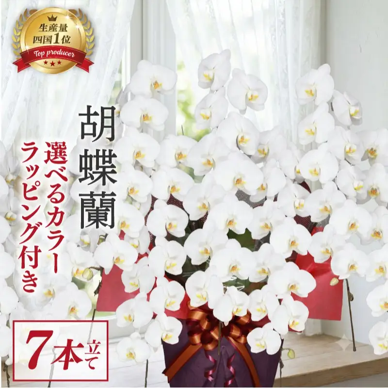 指定日配達 胡蝶蘭 7本立て 白 花