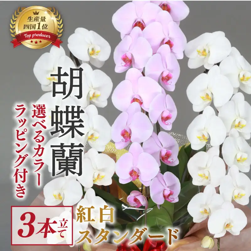 【 指定日配達 】 胡蝶蘭 3本立て 紅白 スタンダード 花