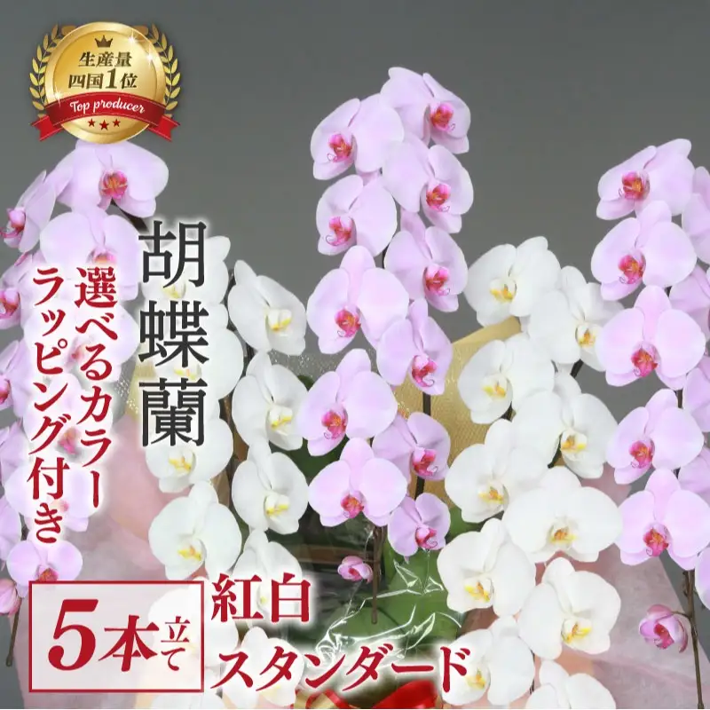 指定日配達 胡蝶蘭 5本立て 紅白 花