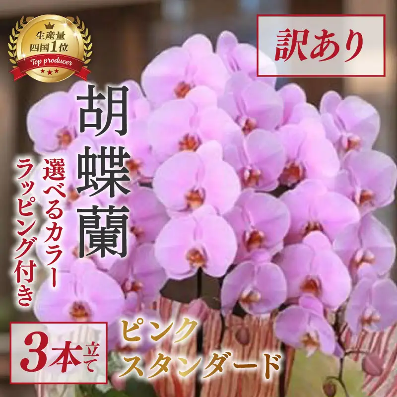 【訳あり】 指定日配達 胡蝶蘭 3本立て ピンク スタンダード 花