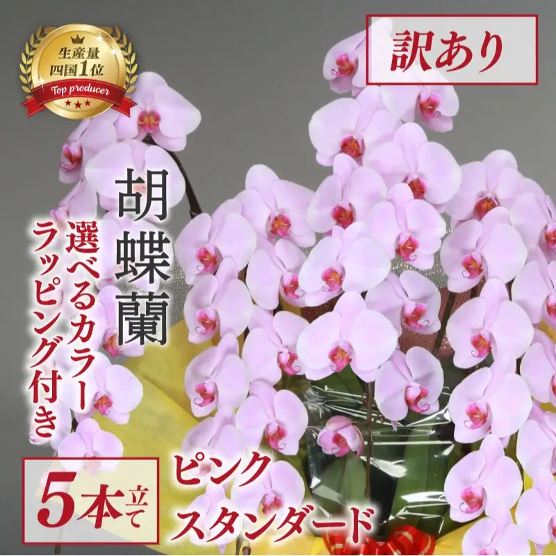【訳あり】 指定日配達 胡蝶蘭 5本立て ピンクスタンダード 花
