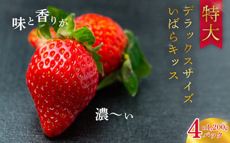 いちご 特大 デラックスサイズ 大粒いちご いばらキッス4パック