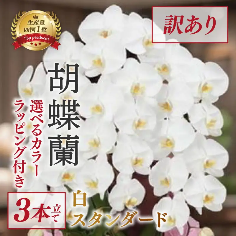 【訳あり】 指定日配達 胡蝶蘭 3本立て 白 スタンダード 花