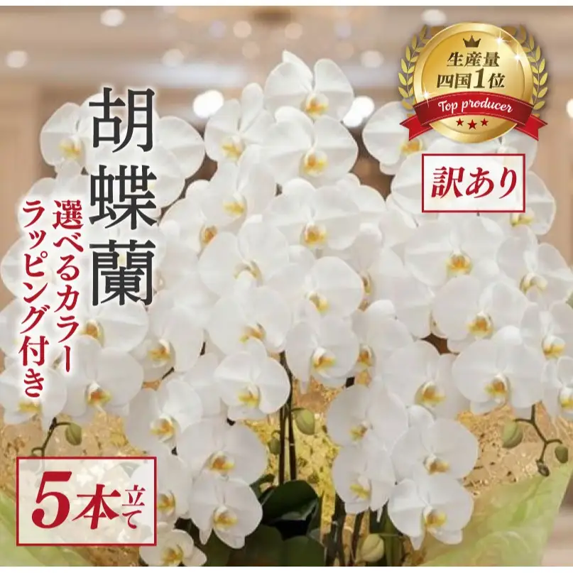 【訳あり】  指定日配達 胡蝶蘭 5本立て 白 スタンダード 花