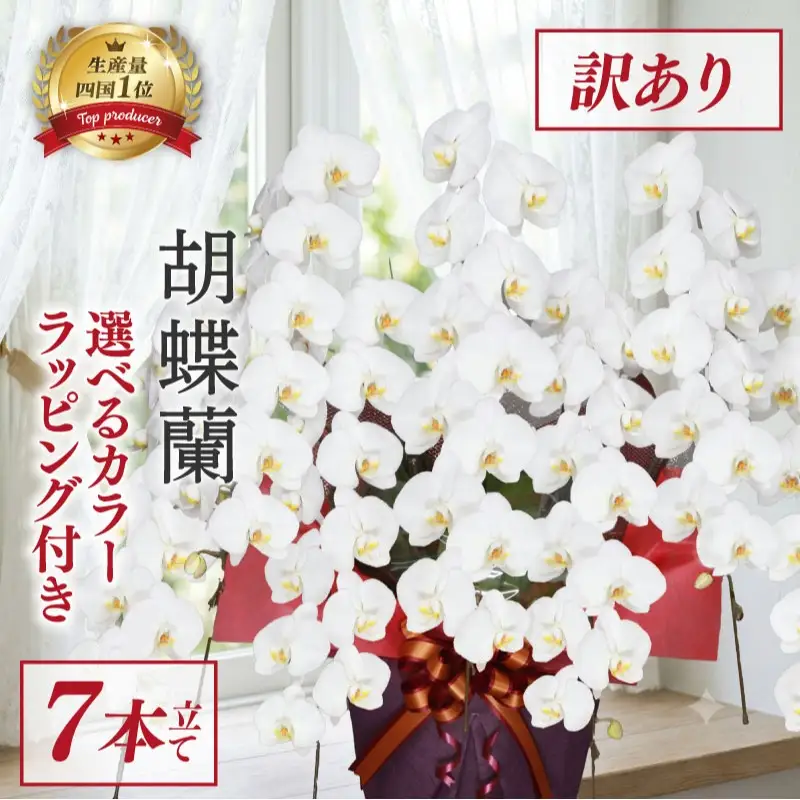 【訳あり】 指定日配達 胡蝶蘭 7本立て 白 花