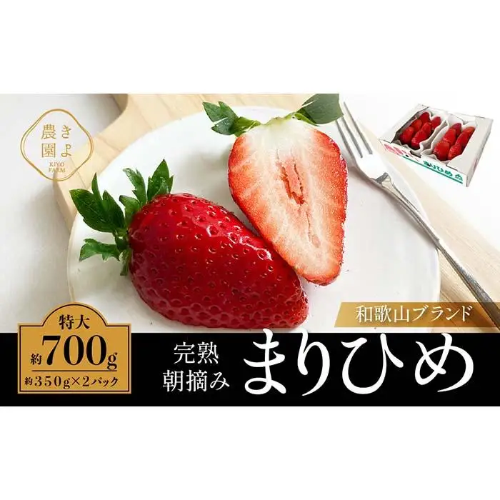 特大まりひめイチゴ 朝摘 6個～11個入×2パック［2027年1月中旬頃より発送］［先行予約］［KT3］