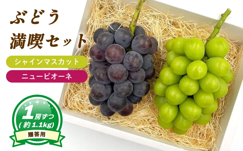 シャインマスカット + ニューピオーネ 各1房 ( 計 2房/ 約 1.1kg ) 贈答用 ぶどう 【MN0091】