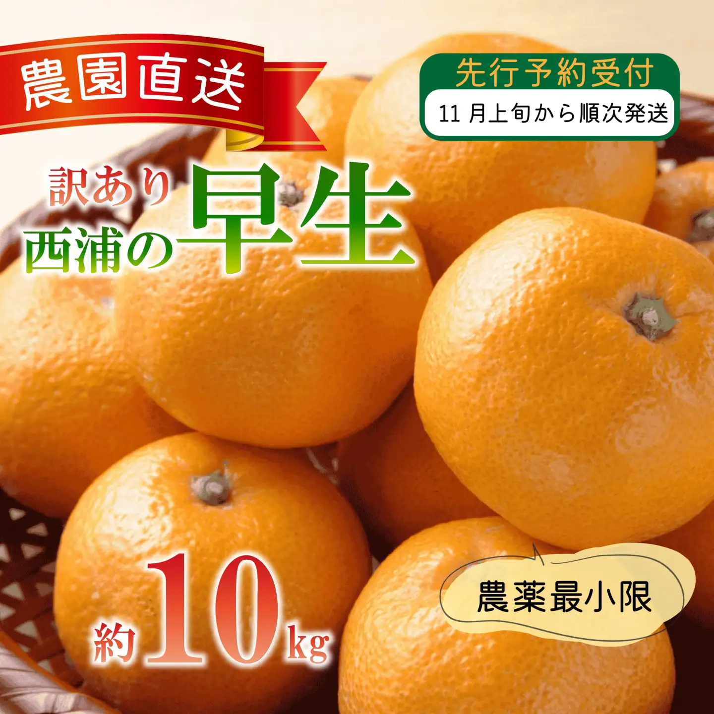 【訳あり】 早生 みかん 10kg 西浦 早生みかん 木負観光みかん園 