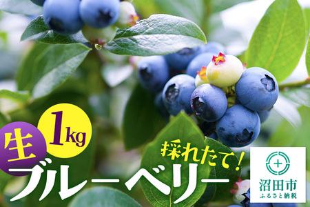 採れたて！生ブルーベリー約1kg【群馬県沼田市利根町産】