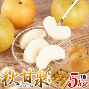 梨 秋甘泉 鳥取産 5kg× 1箱