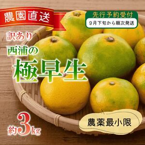 【訳あり】 極早生 みかん 3kg 極 早生みかん 木負観光みかん園