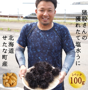 【2026年7月から順次発送】【産地直送】北海道産 塩水うに 100g キタムラサキウニ ミョウバン不使用 直送 旬 パスタ 寿司 焼き うに丼 海鮮 せたな町 ふるさと納税