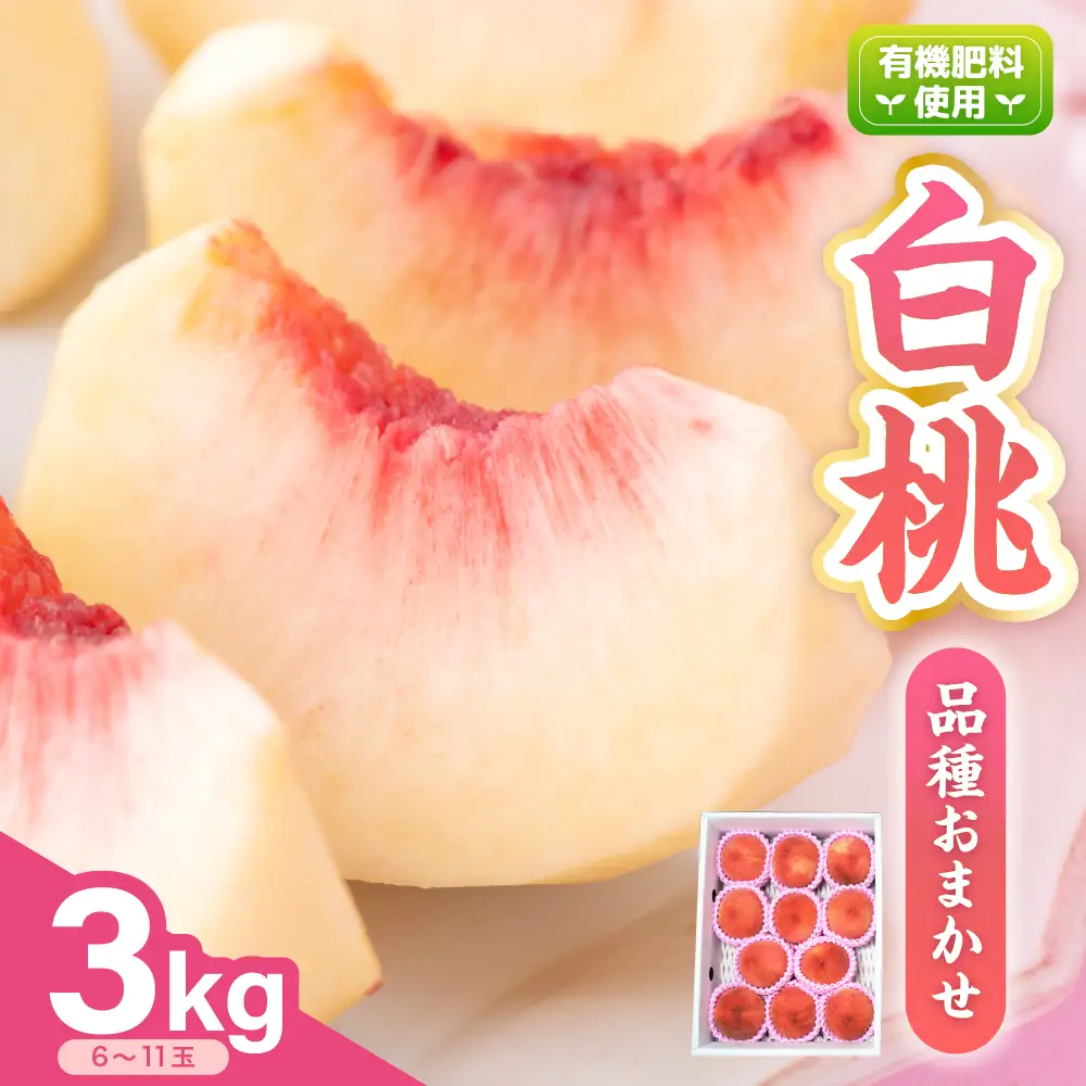  【 令和8年産 】 白桃 （ もも ） 3kg ( 6 ～ 11玉 ) 品種 おまかせ 〔 8月上旬 ～ 9月上旬頃お届け 〕 2025年産 産地直送