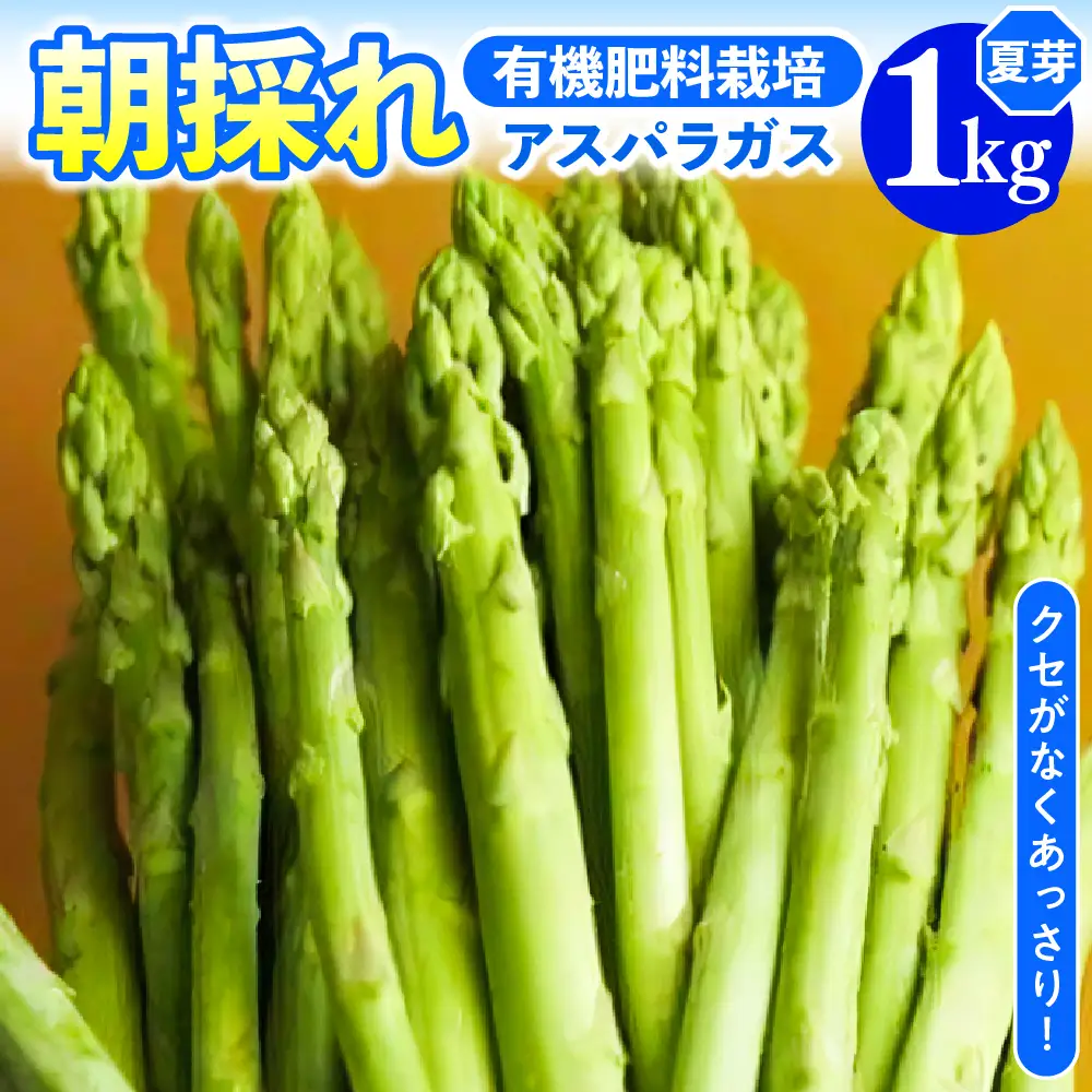 《 先行予約 》【 令和8年産 夏芽 】アスパラガス 1kg 1箱〔 発送 ： 2026年7月中下旬 ～ 9月下旬頃 まで 〕 朝採り 有機質肥料栽培