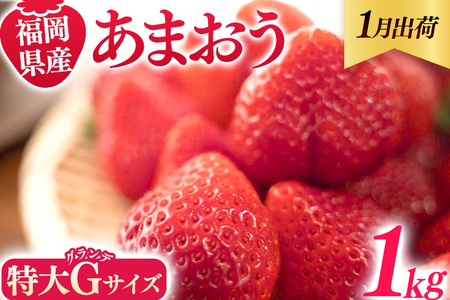 福岡県産 あまおう 1000g （250g×4パック） いちご 1月以降順次発送 いちご 苺 フルーツ 果物 くだもの 大粒Gサイズ グランデ 農家直送 大粒 不揃い 福岡県 福岡 九州 グルメ お取り寄せ