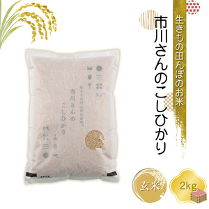 【令和7年産・玄米2kg】生きもの田んぼのお米 市川さんのこしひかり 農薬 化学肥料 除草剤不使用 信州【 米 コメ 備蓄品 仕送り おすそ分け 備蓄米 長野県 佐久市 】