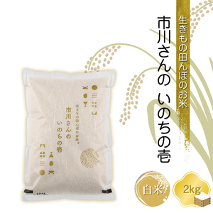 【令和7年産・白米2kg】生きもの田んぼのお米 市川さんのいのちの壱 農薬 化学肥料 除草剤不使用 信州【 米 コメ 備蓄品 仕送り おすそ分け 備蓄米 長野県 佐久市 】