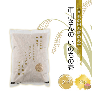 【令和7年産・玄米2kg】生きもの田んぼのお米 市川さんのいのちの壱 農薬 化学肥料 除草剤不使用 信州【 米 コメ 備蓄品 仕送り おすそ分け 備蓄米 長野県 佐久市 】