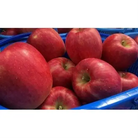 青森県産シナノドルチェ　贈答用約3kg　まだ暑い時期に、爽やかな酸味がぴったり!_果物・フルーツ りんご  リンゴ 林檎_【配送不可地域：離島】【1338680】