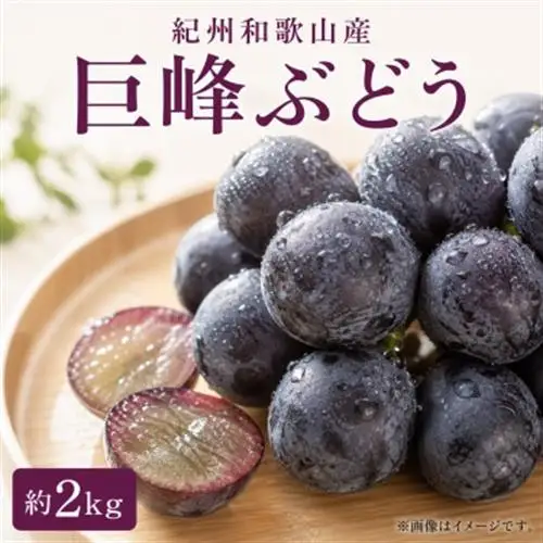 紀州和歌山産の巨峰ぶどう約2kg(5～7房)【配送不可地域：離島・北海道・沖縄県】【1527876】