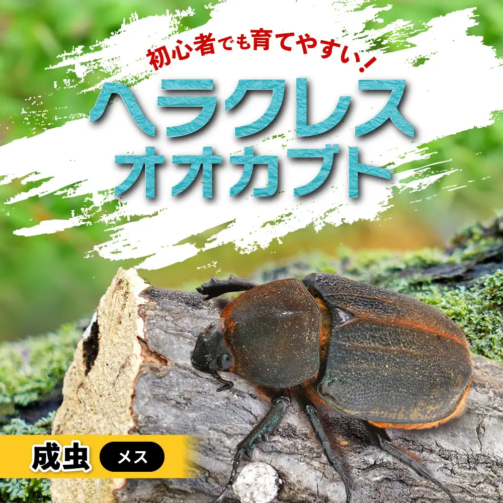 ヘラクレスオオカブト メス 1匹 サイズフリー　※配送不可地域あり